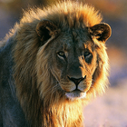 Best Lion Jigsaw Puzzles icon