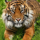 Beste Tigers Puzzles APK