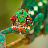 Chameleon Jigsaw Puzzle