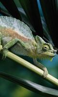 Chameleon Jigsaw Puzzles-poster