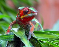 Chameleon Jigsaw Puzzles 스크린샷 3