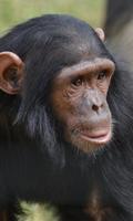 Chimpanzé Puzzles capture d'écran 1