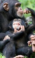 Chimpanzé Puzzles capture d'écran 2