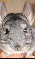 Chinchilla Puzzles Affiche