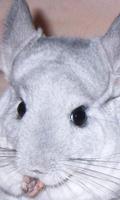 Chinchilla Puzzles capture d'écran 1