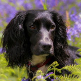 Dogs Life Jigsaw Puzzles icon
