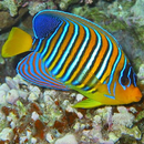 Fische Puzzles APK