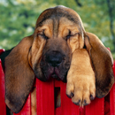 HD Hunde Puzzles APK