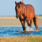 Horse Jigsaw Puzzles ikona