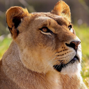 Lioness Jigsaw Puzzles-APK