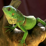 Lagarto rompecabezas icono