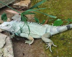 Lizard Jigsaw Puzzles screenshot 3