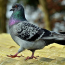 Pigeons Puzzles APK