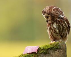 Positivo animal quebra-cabeças imagem de tela 3