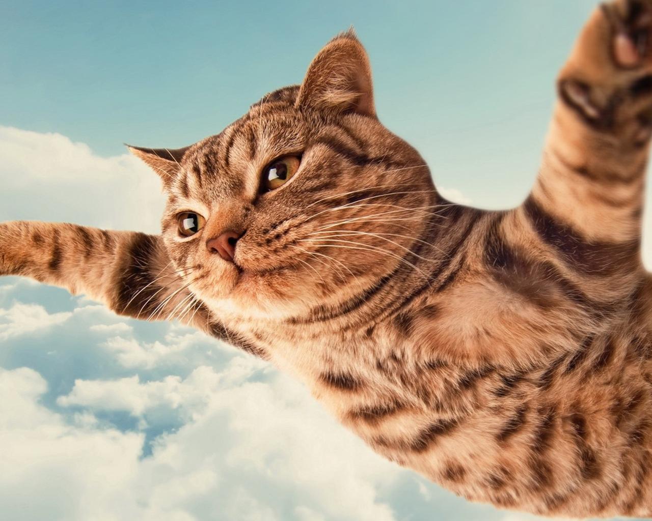 Кошки полетели. Батя и кот. Радостный кот. Летающий кот. Кот летит.