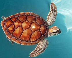 برنامه‌نما Sea Turtle Jigsaw Puzzles عکس از صفحه