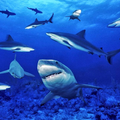 Sharks Jigsaw Puzzles