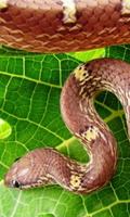 Snake Jigsaw Puzzles-poster