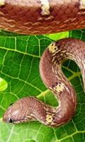 Poster Snake Jigsaw Puzzle