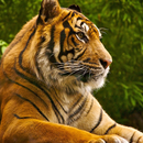 Tigres rompecabezas APK