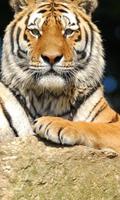 Тигры Игра Пазл постер