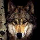 Wolves HD Jigsaw Puzzles-icoon