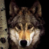 Wolves HD Puzzles icône