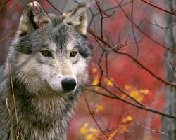 Wolves HD Jigsaw Puzzles screenshot 3