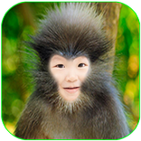 Fanny Camera Faces Pro 2017