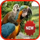 Hayvanlar alemi APK
