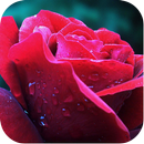 Nature Close Up Images APK