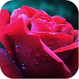 Nature Close Up Images