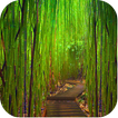 Bamboo Wallpapers