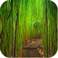 Bamboo Sfondi