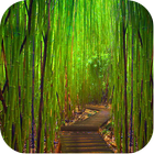 Bamboo Wallpapers ไอคอน