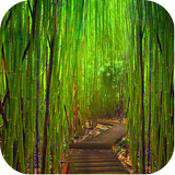 Bamboo wallpapers ícone