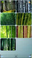 Bamboo Wallpapers ภาพหน้าจอ 3