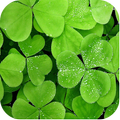 Clover Backgrounds