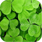 Clover Backgrounds biểu tượng