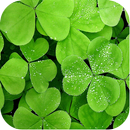 Clover Backgrounds APK