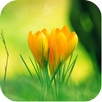Flower Images APK