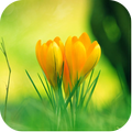 Flower Images