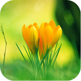 Flower Images 아이콘