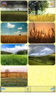 Green Filed Backgrounds poster