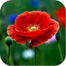 Poppy Flower Wallpapers APK