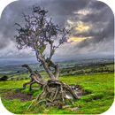 Twisted Tree Wallpapers APK