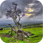Twisted Tree Wallpapers simgesi