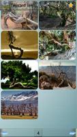 Twisted Tree Wallpapers Ekran Görüntüsü 2
