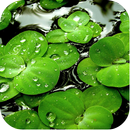 Water Drop Images aplikacja
