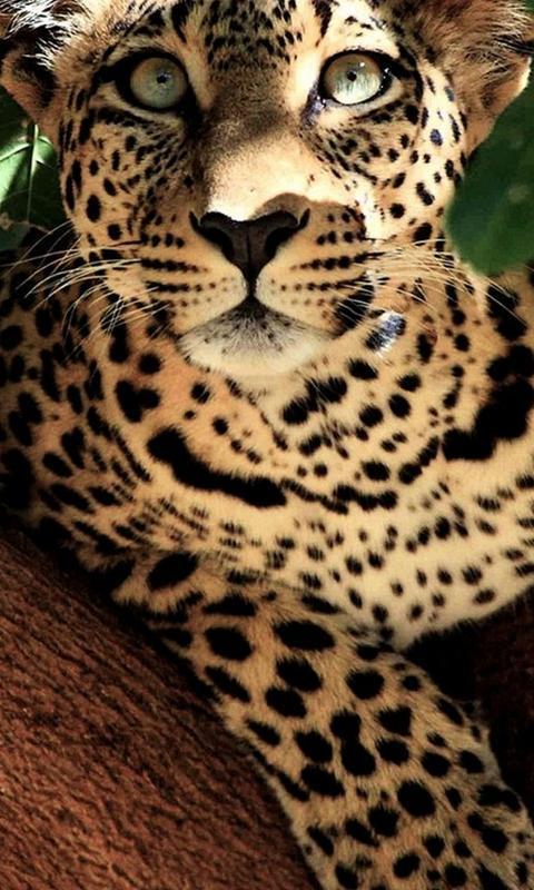 Wild Africa Animals New Themes Wallpapers APK voor Android Download Wild Africa Animals New Themes Wallpapers APK voor Android Download